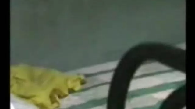 પોર્ન સાથે એક સેકસી વીડીયો સેક્સ નોકરડી